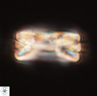 Tonromeinia fatmae 58554