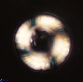 Tonromeinia fatmae 58555
