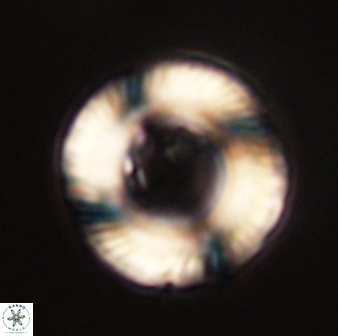 Tonromeinia fatmae 58555