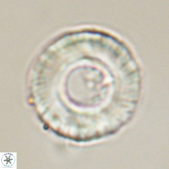 Tonromeinia fatmae 58561