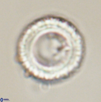 Tonromeinia fatmae 58562
