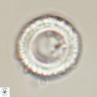 Tonromeinia fatmae 58562
