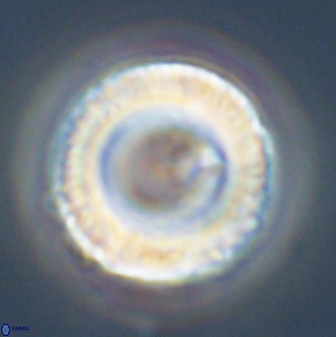 Tonromeinia fatmae 58564