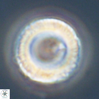 Tonromeinia fatmae 58564
