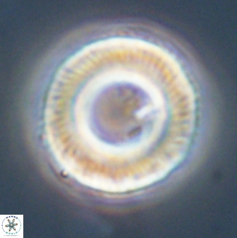 Tonromeinia fatmae 58565