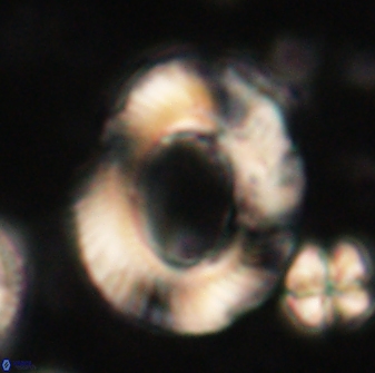 Tonromeinia noeliae 60209