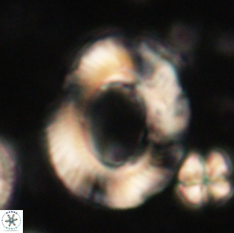 Tonromeinia noeliae 60209