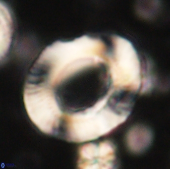 Tonromeinia noeliae 60214