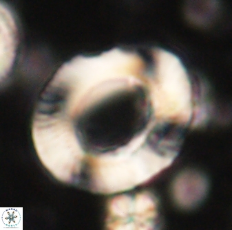 Tonromeinia noeliae 60214
