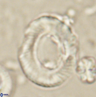 Tonromeinia noeliae 60216