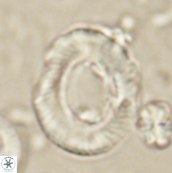 Tonromeinia noeliae 60216