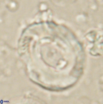 Tonromeinia noeliae 60217