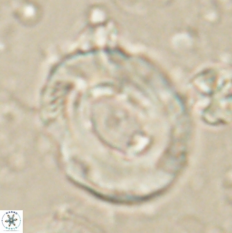 Tonromeinia noeliae 60217