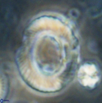 Tonromeinia noeliae 60218