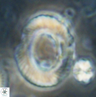 Tonromeinia noeliae 60218
