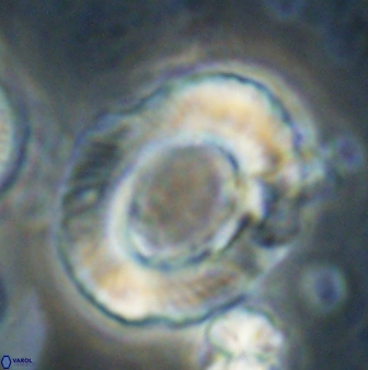 Tonromeinia noeliae 60219