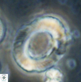 Tonromeinia noeliae 60219