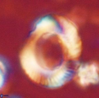 Tonromeinia noeliae 60210