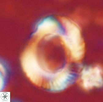 Tonromeinia noeliae 60210