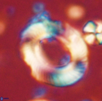 Tonromeinia noeliae 60211