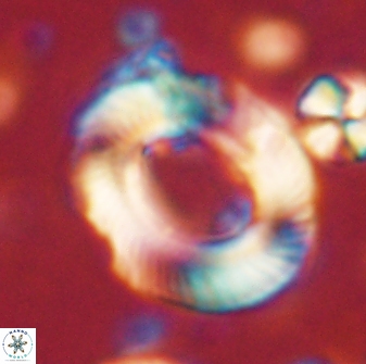 Tonromeinia noeliae 60211