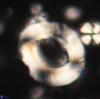 Tonromeinia noeliae 60212