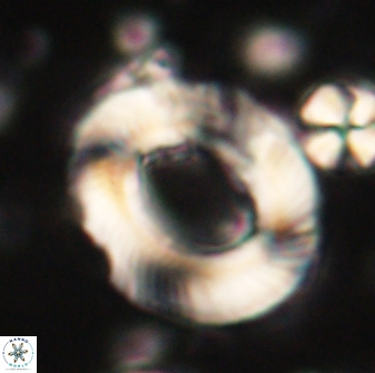 Tonromeinia noeliae 60212