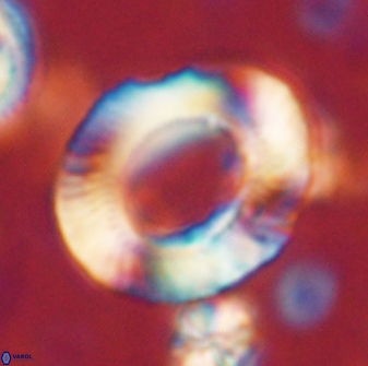 Tonromeinia noeliae 60213