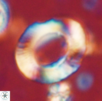Tonromeinia noeliae 60213
