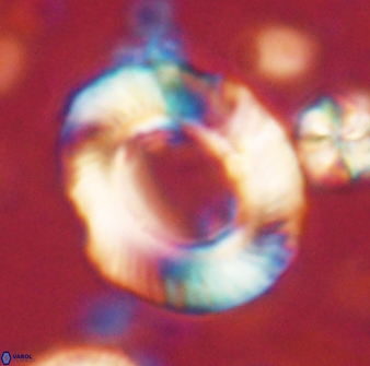 Tonromeinia noeliae 60224