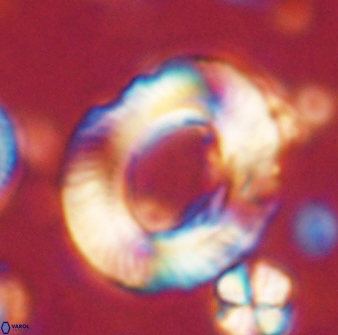 Tonromeinia noeliae 60225