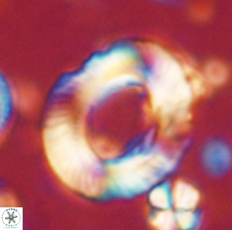 Tonromeinia noeliae 60225