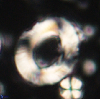 Tonromeinia noeliae 60226