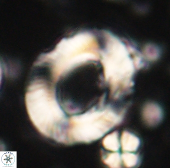 Tonromeinia noeliae 60226