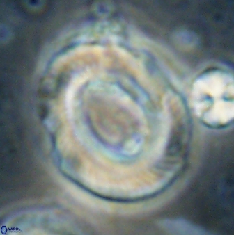 Tonromeinia noeliae 60220