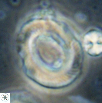 Tonromeinia noeliae 60220