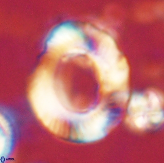 Tonromeinia noeliae 60221