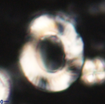 Tonromeinia noeliae 60222