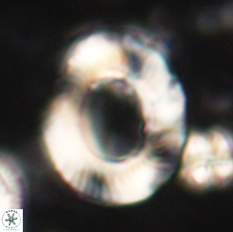 Tonromeinia noeliae 60222