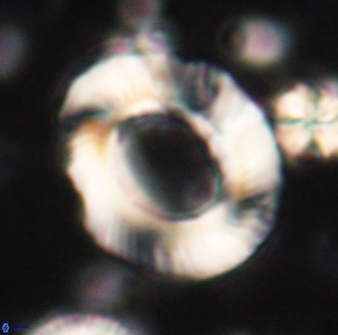 Tonromeinia noeliae 60223