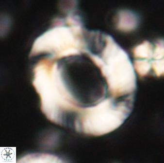 Tonromeinia noeliae 60223