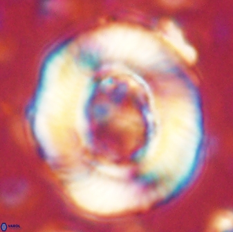 Tonromeinia noeliae 60246