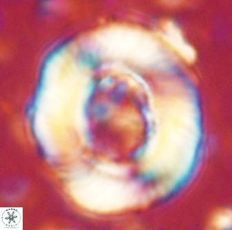 Tonromeinia noeliae 60246
