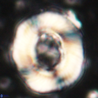 Tonromeinia noeliae 60247