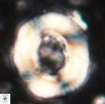 Tonromeinia noeliae 60247