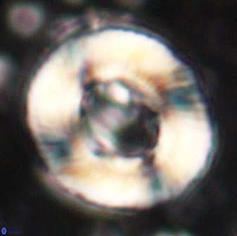 Tonromeinia noeliae 60248