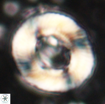 Tonromeinia noeliae 60248