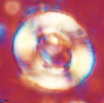 Tonromeinia noeliae 60249