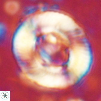 Tonromeinia noeliae 60249