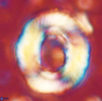 Tonromeinia noeliae 60254